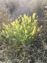Cleomella palmeri