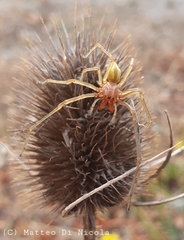 Cheiracanthium punctorium