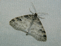 Lobophora nivigerata