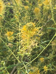 Cleomella palmeri