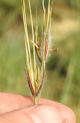 Tristachya biseriata