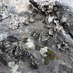 Umbilicaria hirsuta