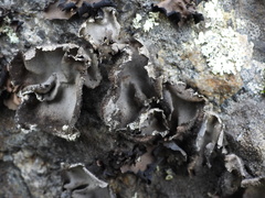 Umbilicaria hirsuta