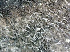 Umbilicaria hirsuta