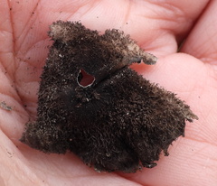 Umbilicaria hirsuta