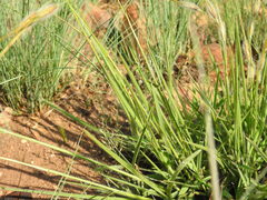 Tristachya biseriata