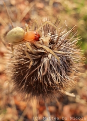 Cheiracanthium punctorium