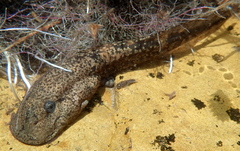 Natal Ghost Frog photo 2