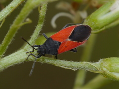 Melanopleurus belfragei