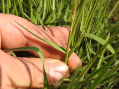 Tristachya biseriata