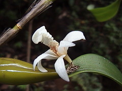 Dendrobium nodosum