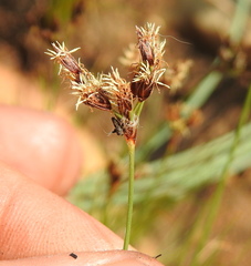Bulbostylis burchellii