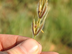 Tristachya biseriata