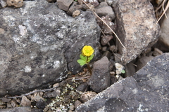 Ranunculus nivalis