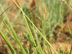 Tristachya biseriata