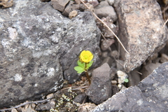 Ranunculus nivalis