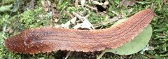 Chlamydephorus burnupi