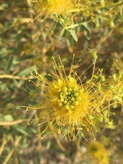 Cleomella palmeri