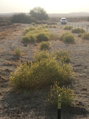 Cleomella palmeri
