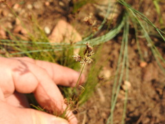 Bulbostylis burchellii