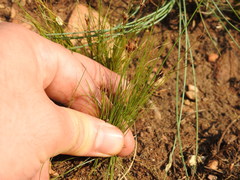 Bulbostylis burchellii