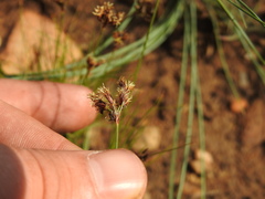 Bulbostylis burchellii