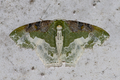 Eucyclodes semialba