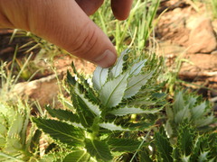Berkheya carlinopsis