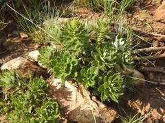Berkheya carlinopsis