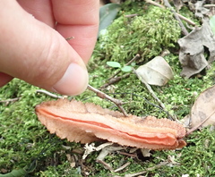 Chlamydephorus burnupi
