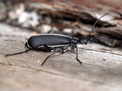 Epicauta cinctipennis