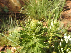Berkheya carlinopsis
