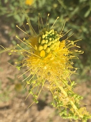 Cleomella palmeri