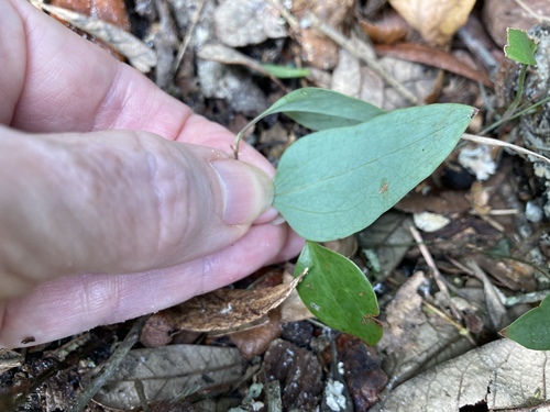 Smilax glauca image