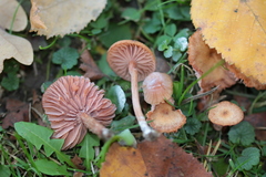 Laccaria laccata