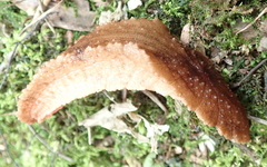Chlamydephorus burnupi