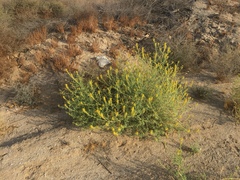 Cleomella palmeri
