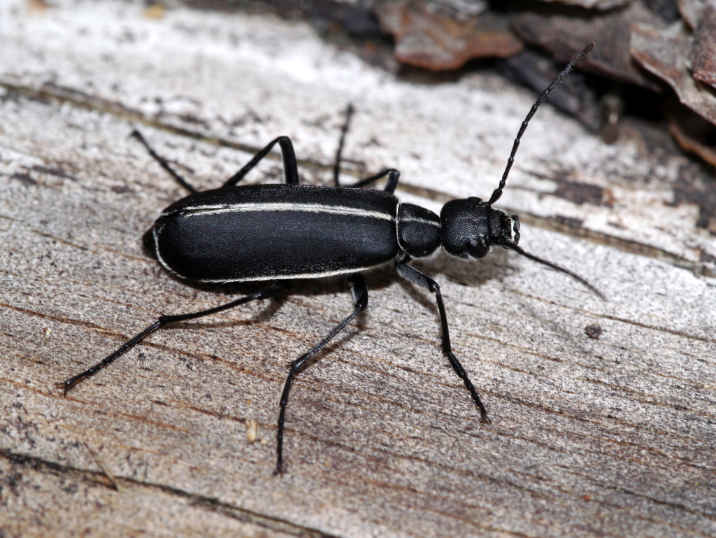 Epicauta cinctipennis
