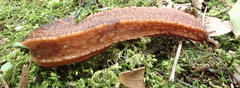 Chlamydephorus burnupi