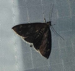 Pyrausta niveicilialis