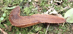 Chlamydephorus burnupi