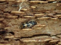 Litargus connexus