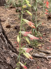 Penstemon barbatus torreyi