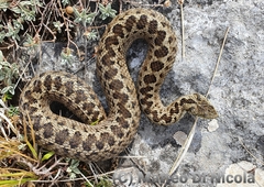 Vipera ursinii
