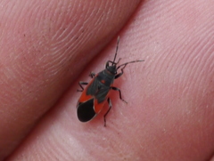 Melacoryphus admirabilis