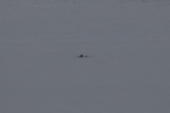 Phocoena phocoena vomerina