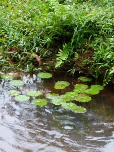 Image of Nymphaea rudgeana by no rights reserved