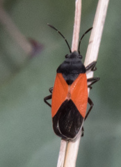 Melanopleurus belfragei