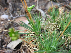 Psammotropha myriantha
