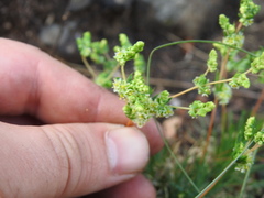 Psammotropha myriantha